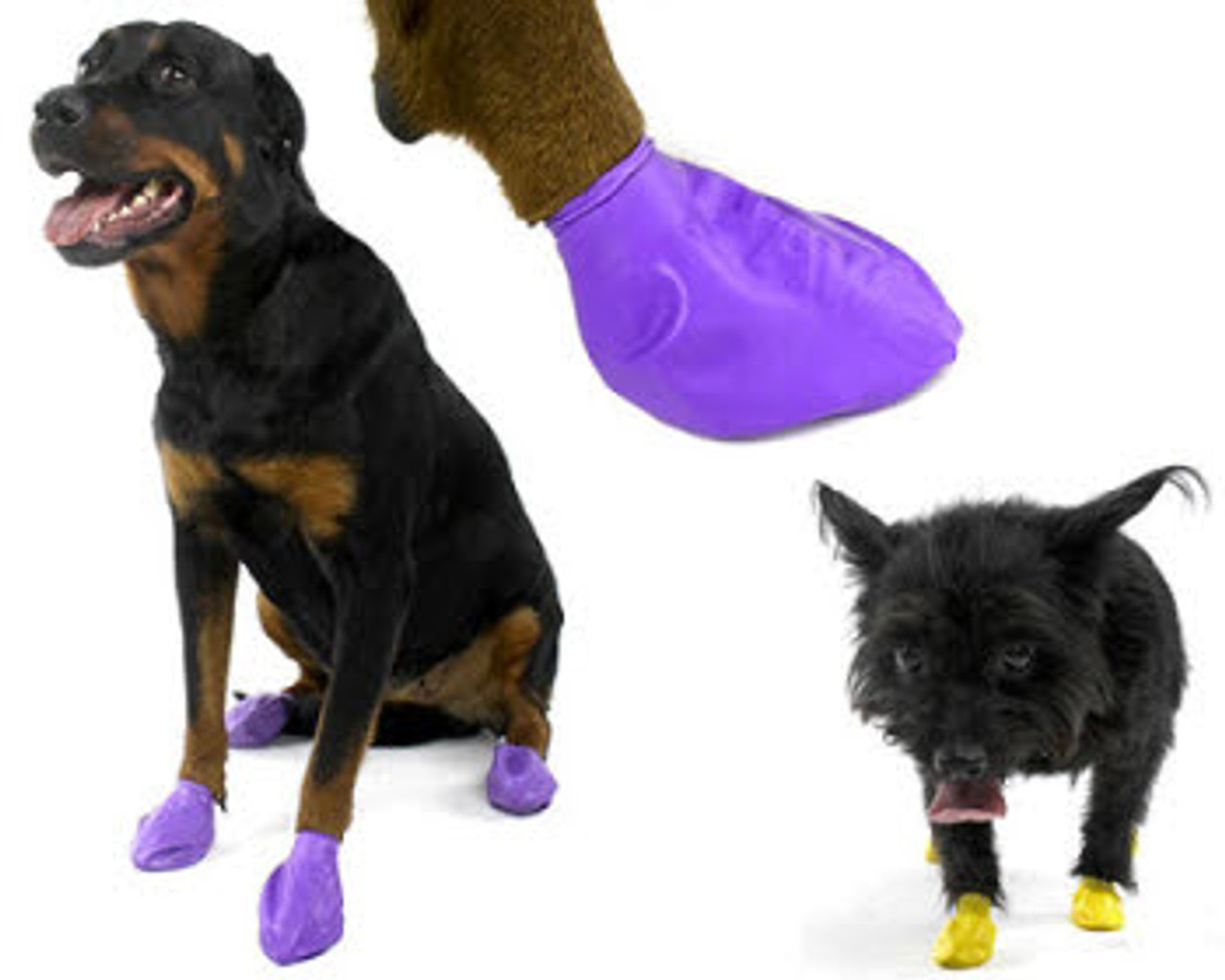 little boots for dogs