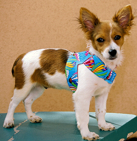 little dog harness