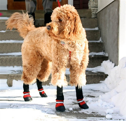 fleece lined dog boots