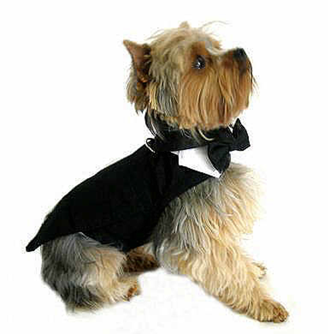 dog top hat