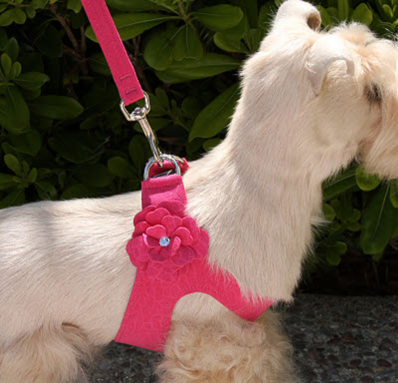 penn state dog harness