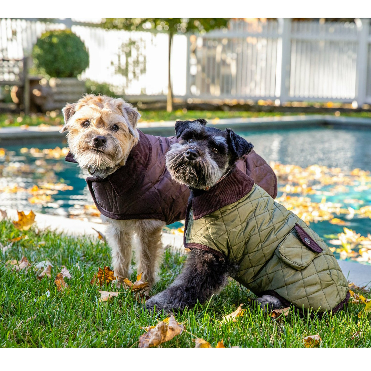 Louis Pup Denim Sherpa Jacket, Paws Circle