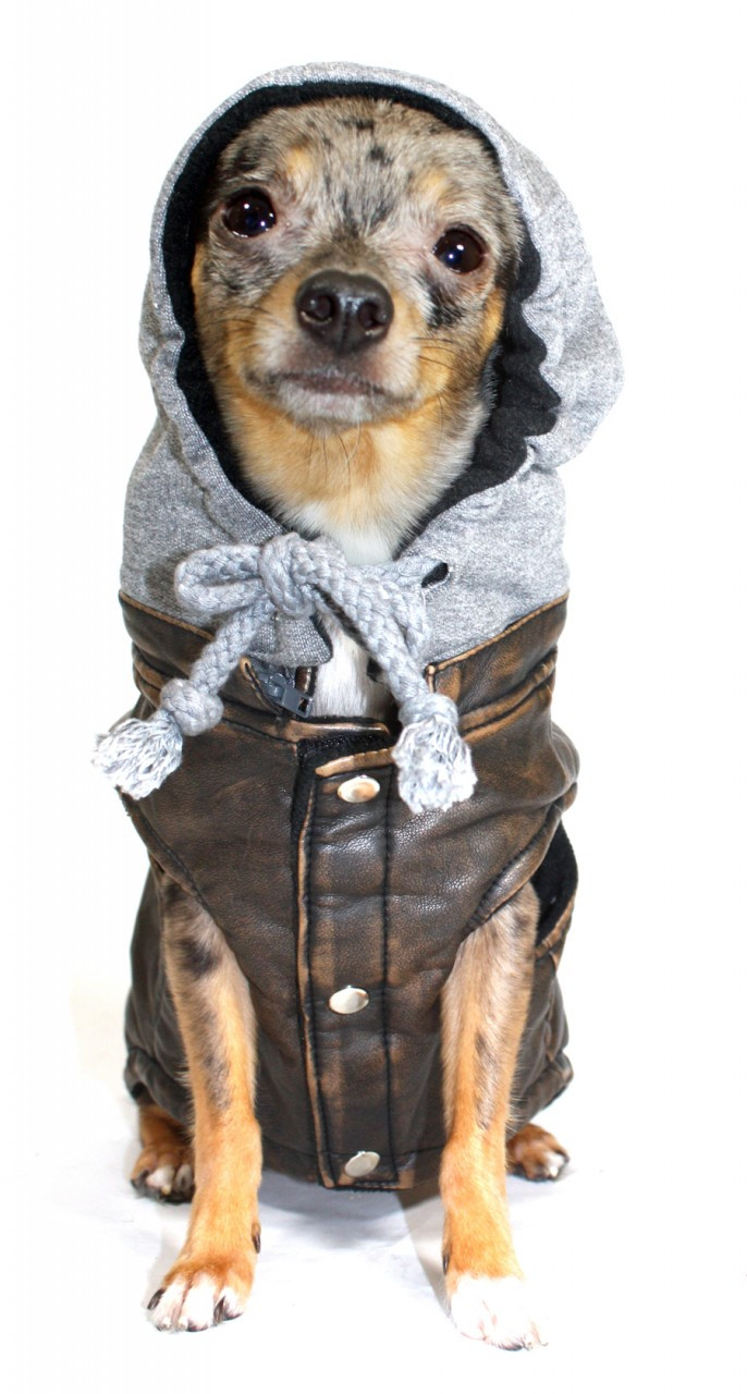 Vintage Bomber Dog Jacket by Hip Doggie