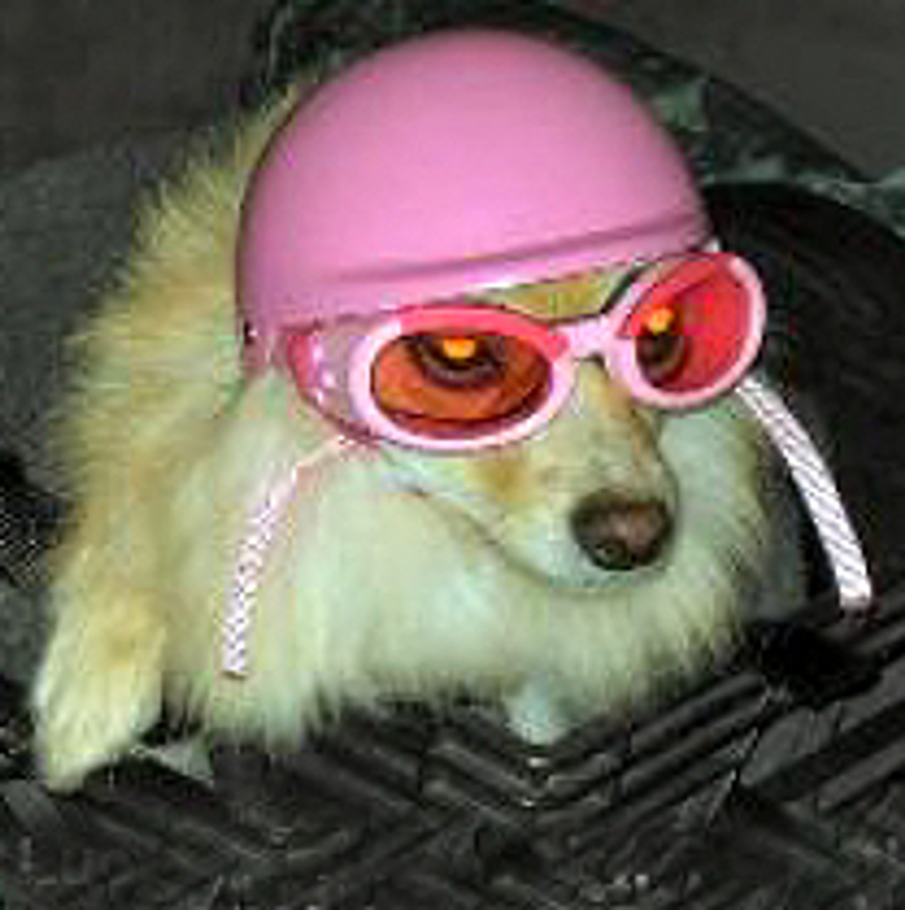 dog bike helmet