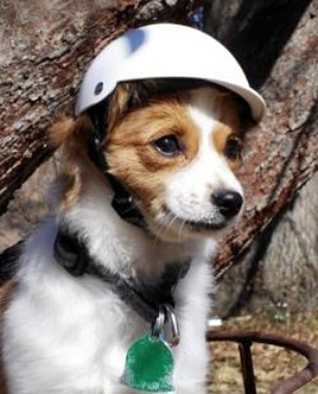 dog biker helmet