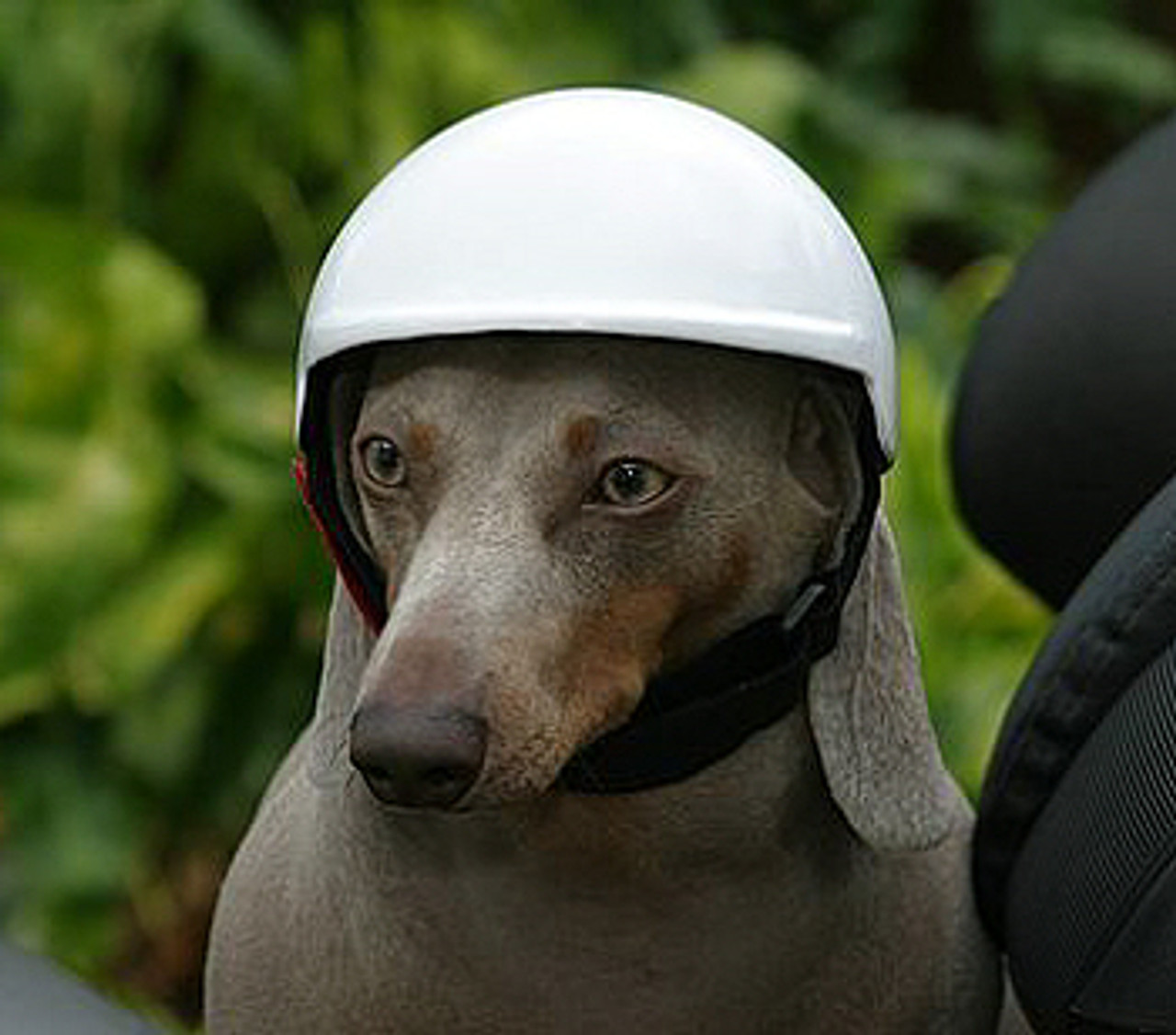 dog in a helmet