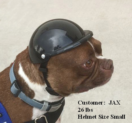 protective headgear for blind dogs