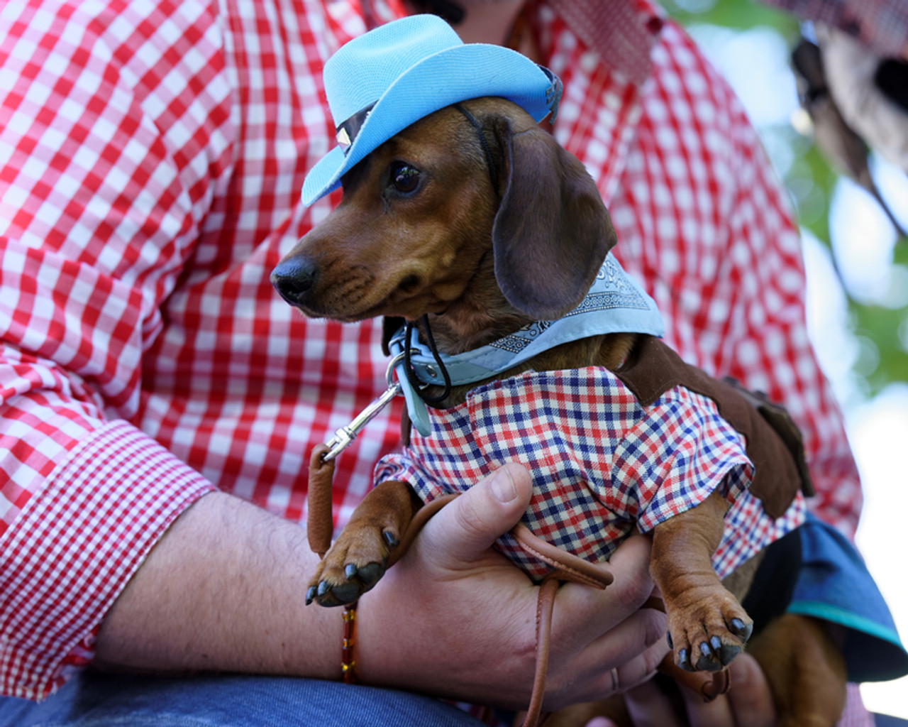 Dog Cowboy Hats for small pets | PupRwear Dog Boutique