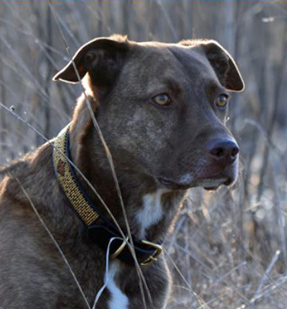 cheetah dog collar