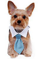 dog neck tie