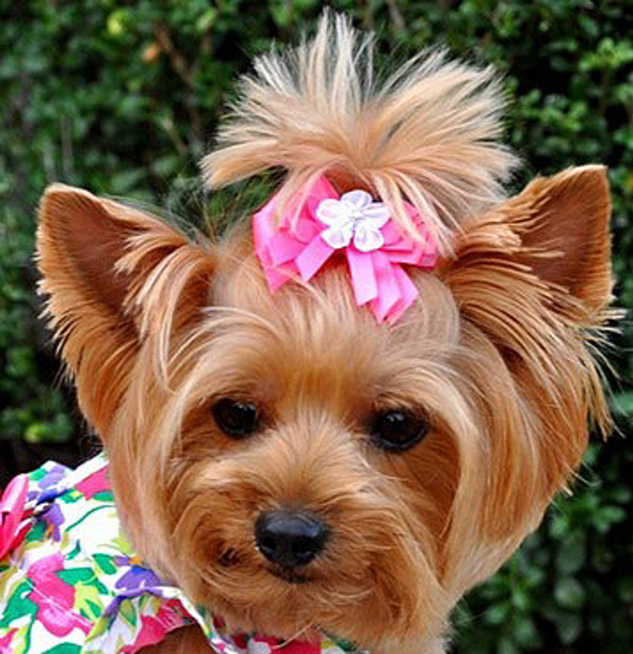 Dog with hot sale bow in hair