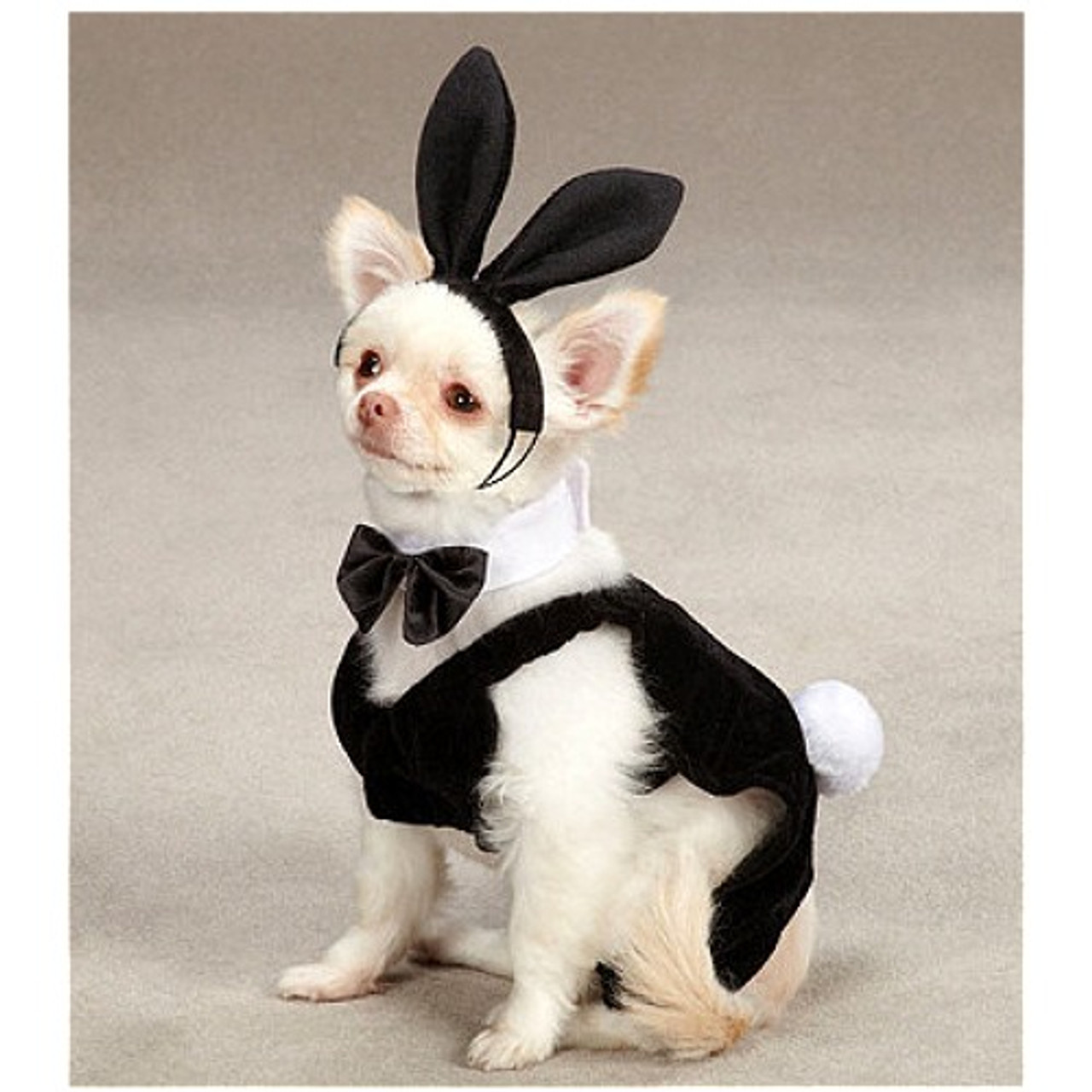 dog bunny costumes