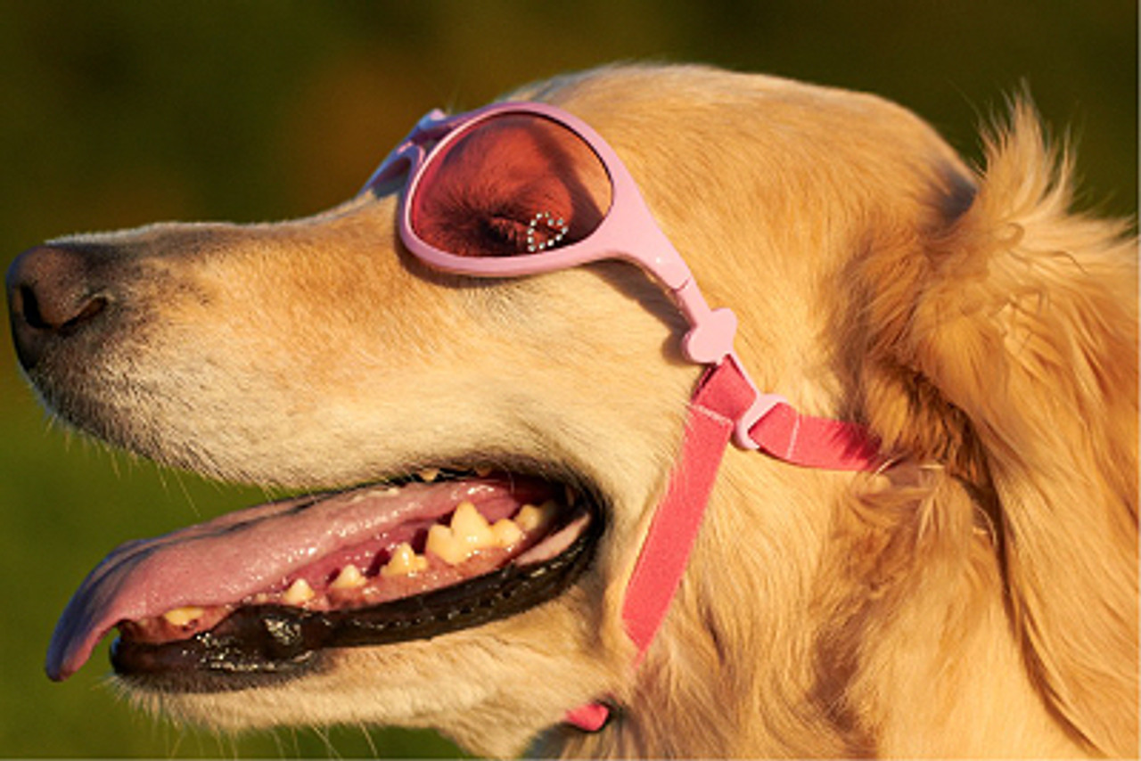 K9 optix rubber sunglasses sales for dogs