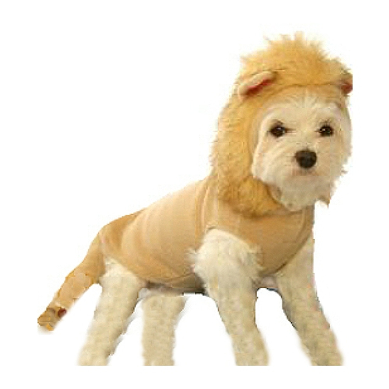 small lion dog
