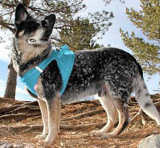 light blue dog harness