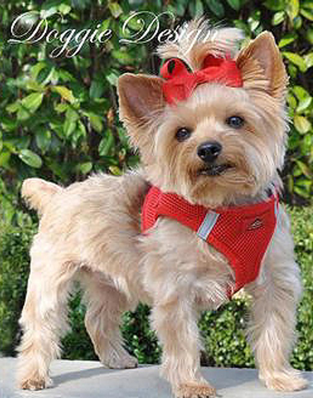 american river dog harness