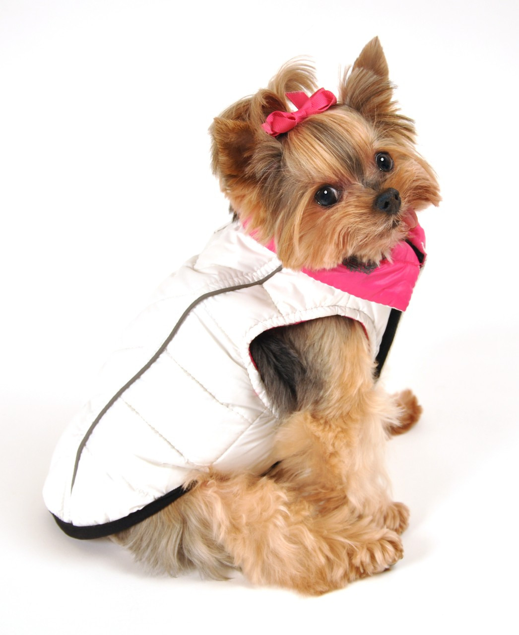 red sox dog jacket