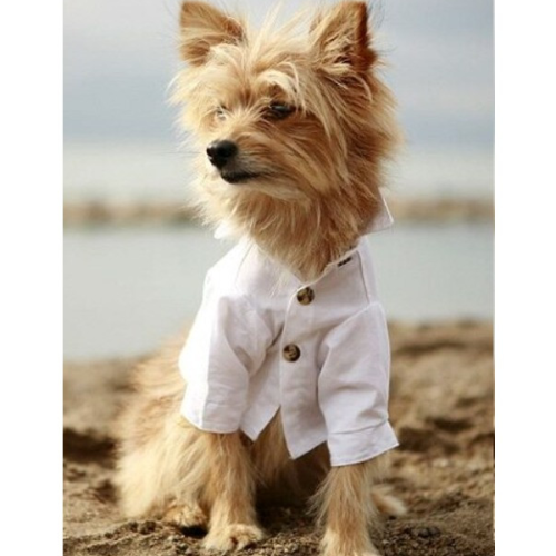 White Cotton Club Dog Shirt Rover Pet Boutique at PupRwear