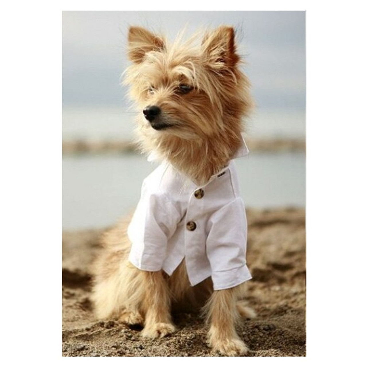 White Cotton Club Dog Shirt | Rover Pet Boutique at PupRwear