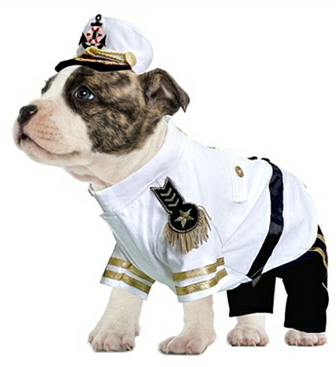 puppy sailor outfit