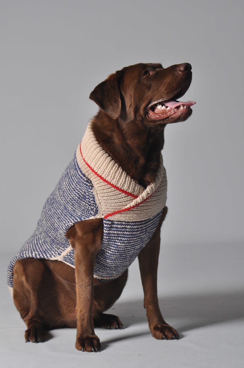 labrador dog sweater