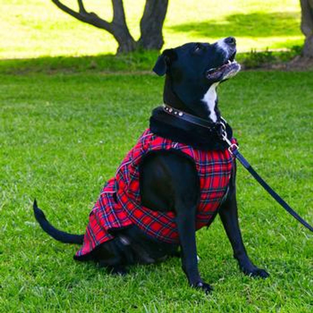 medium sized dog coats