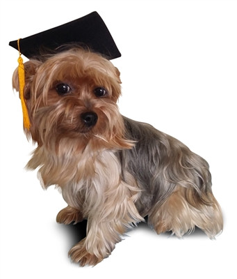 graduation cap dog