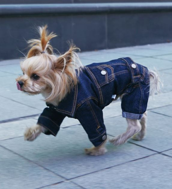 jean jackets for dogs