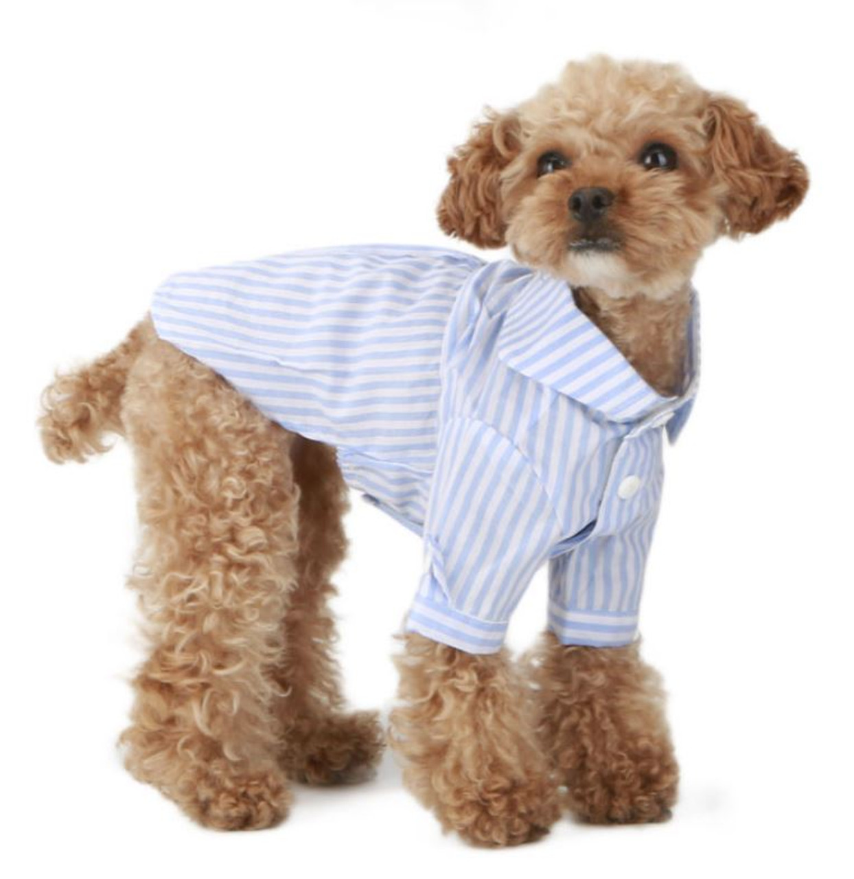 Rover White Cotton Club Dog Shirt | PupRWear Dog Boutique