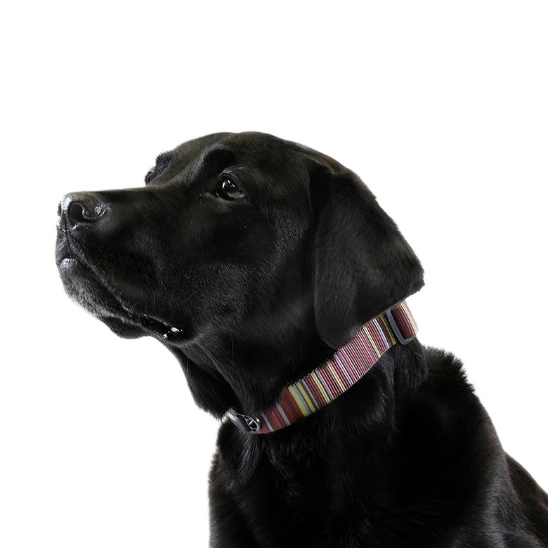 side release dog collar