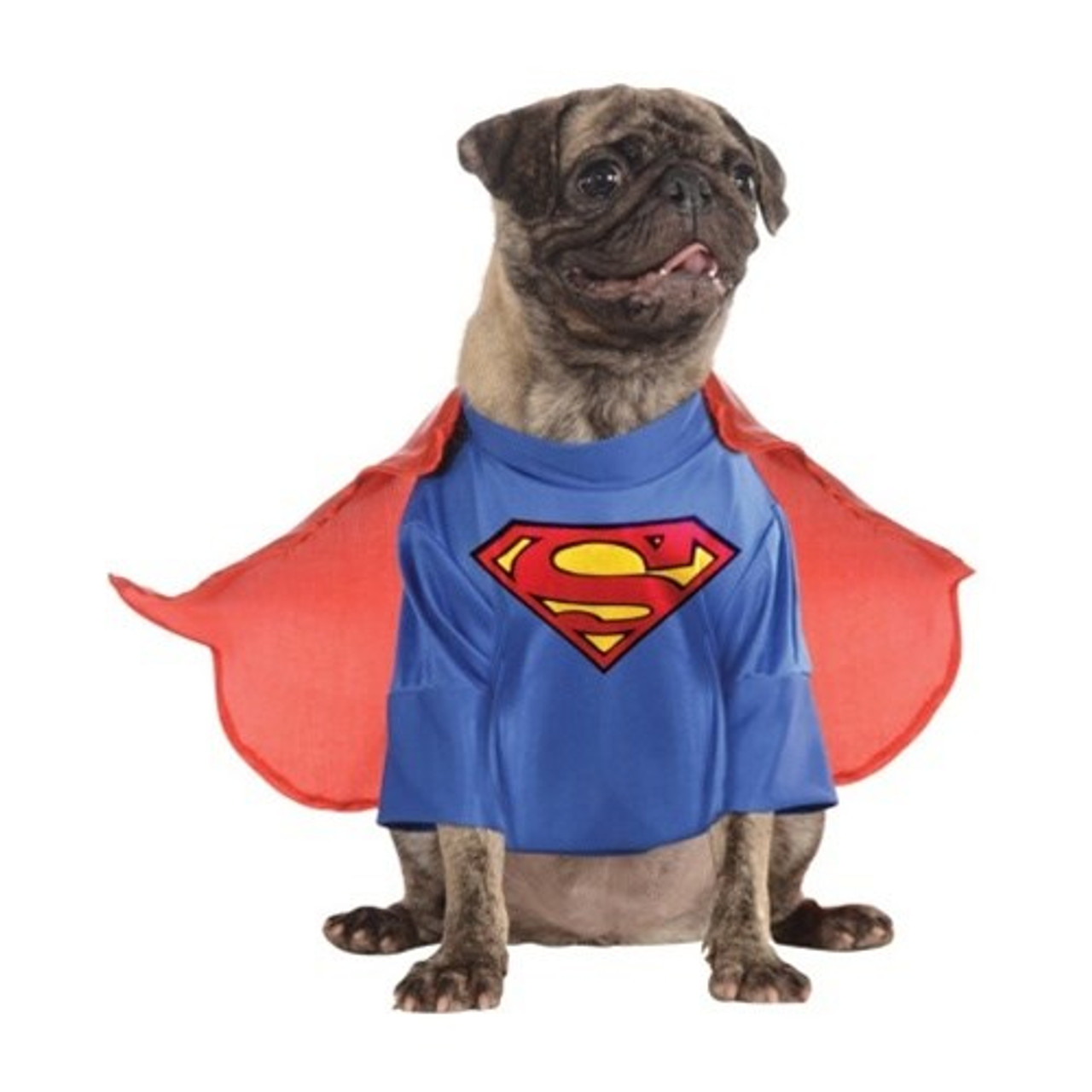 Dog in shop superman costume