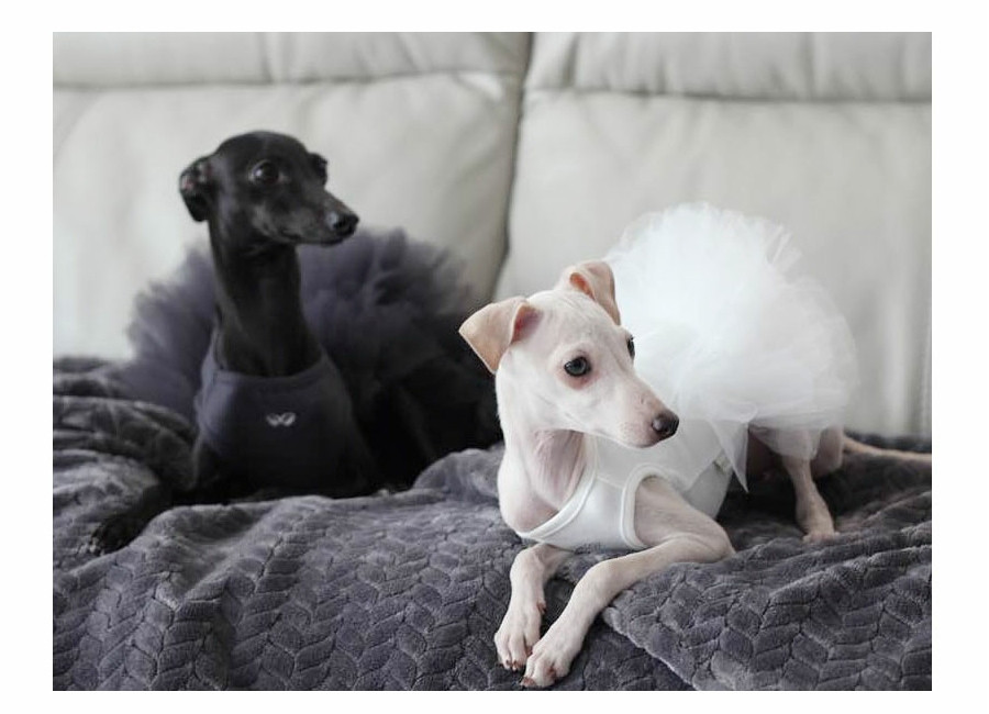 gidget whippet coats