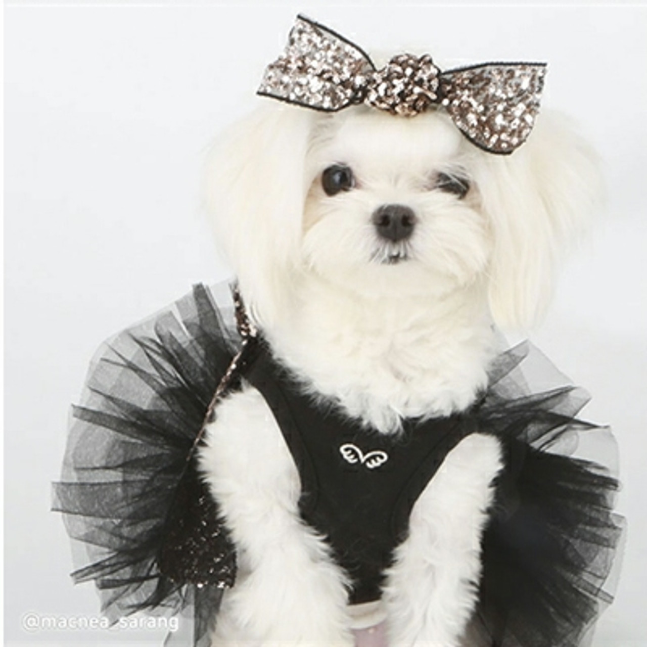 PupRwear Designer Dog Clothing, Doggie Couture