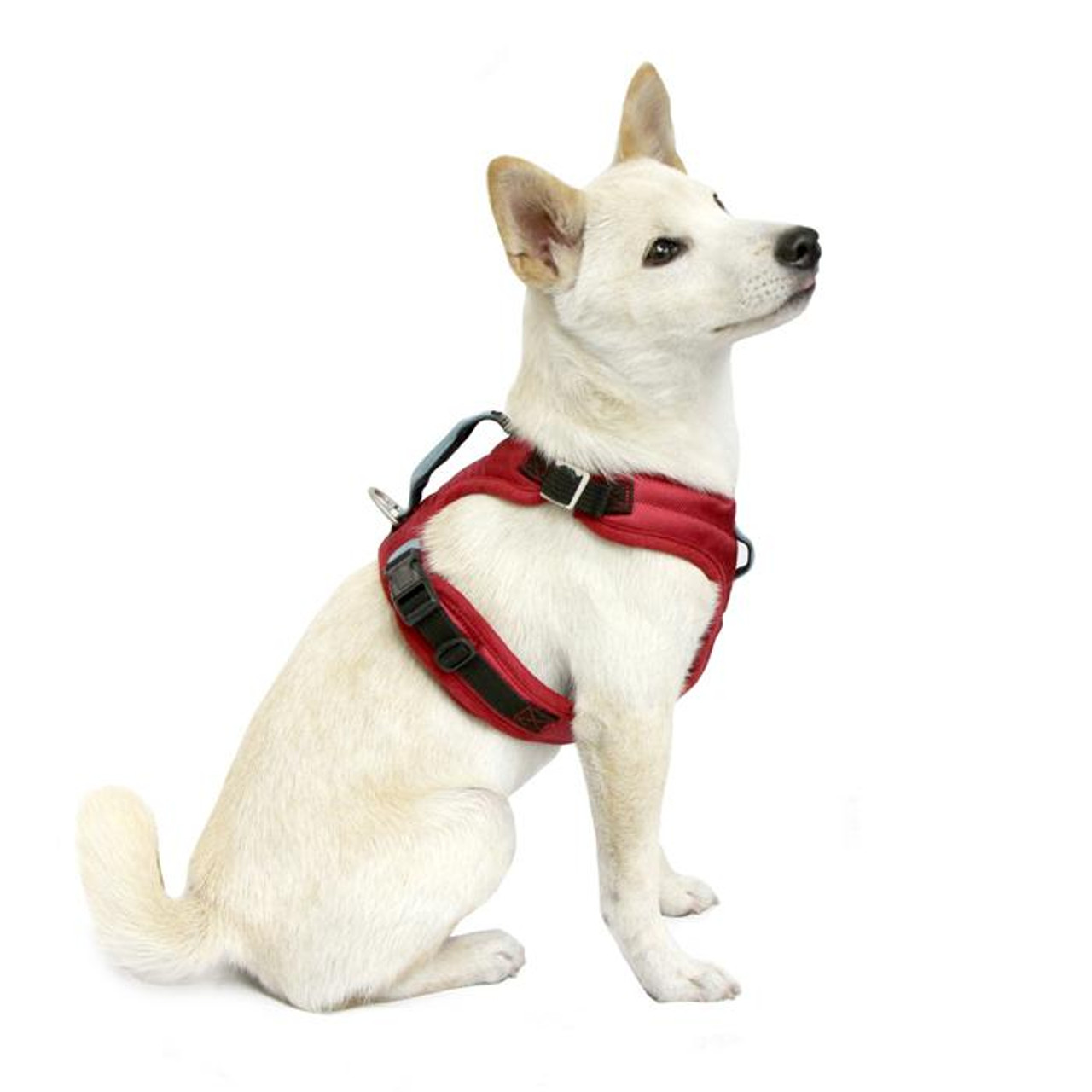 gooby dog harness