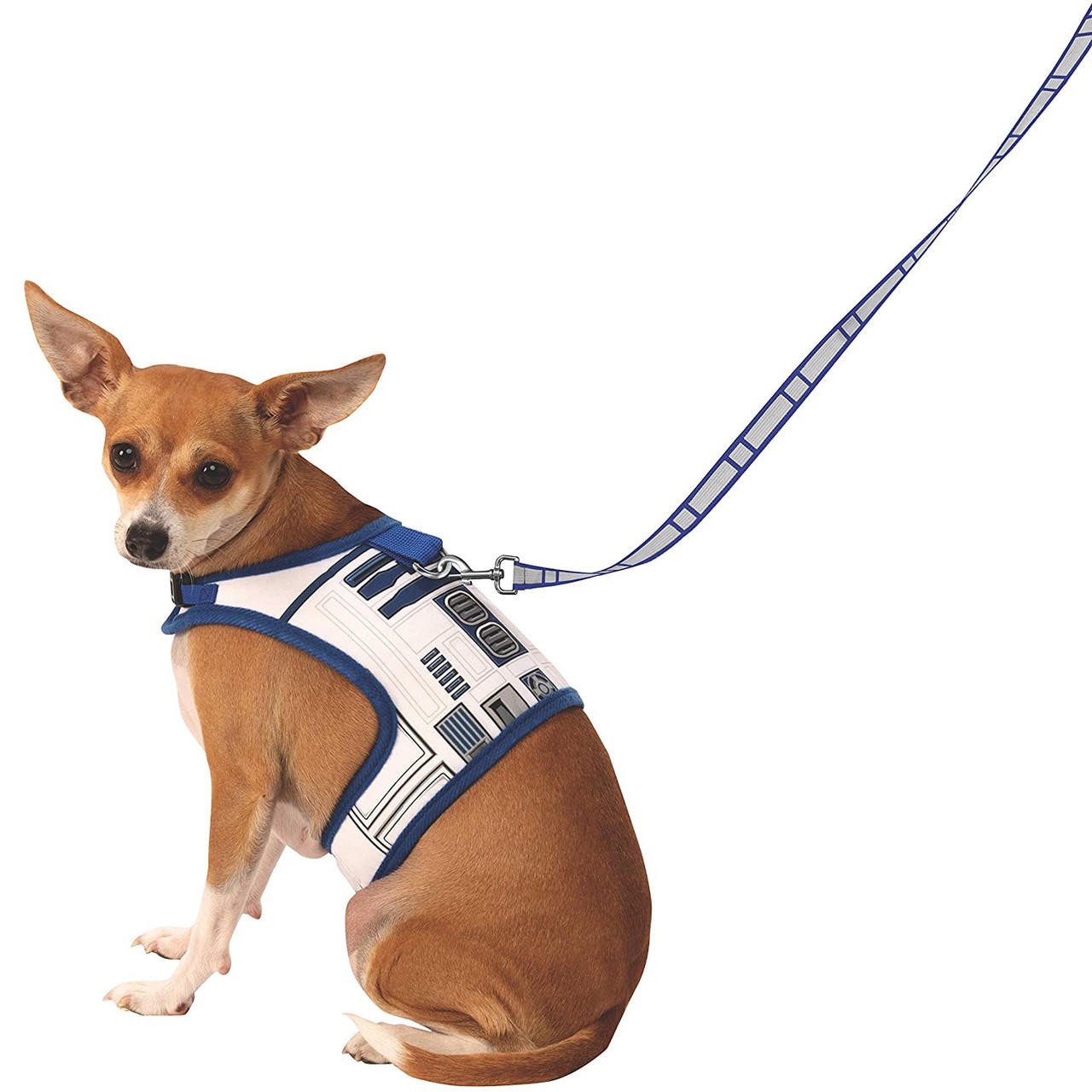 May The Force Be With You -- Chihuahuas to Wear Star Wars Jersey