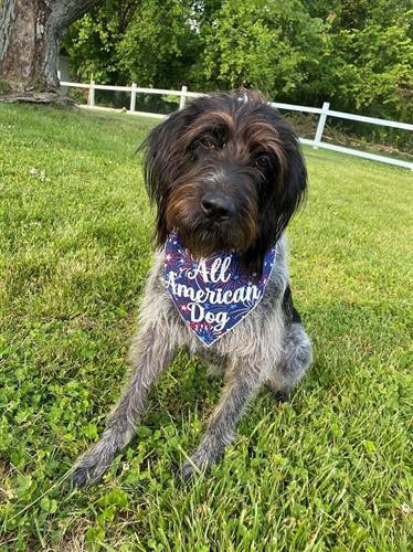 American Dog Bandana Memorial Day |4th of July Dog Bandana