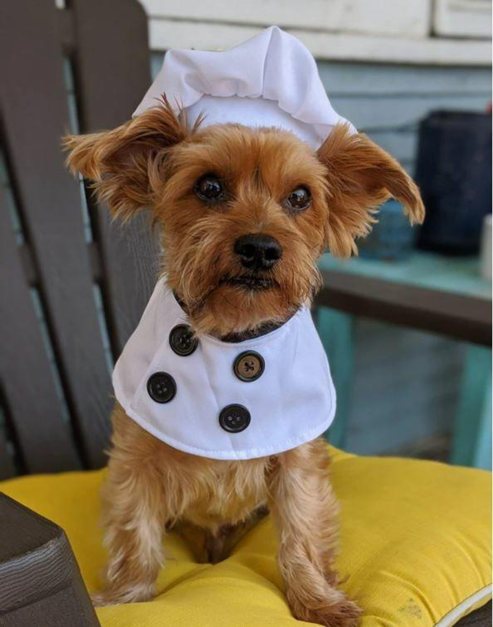 chef outfit for dog