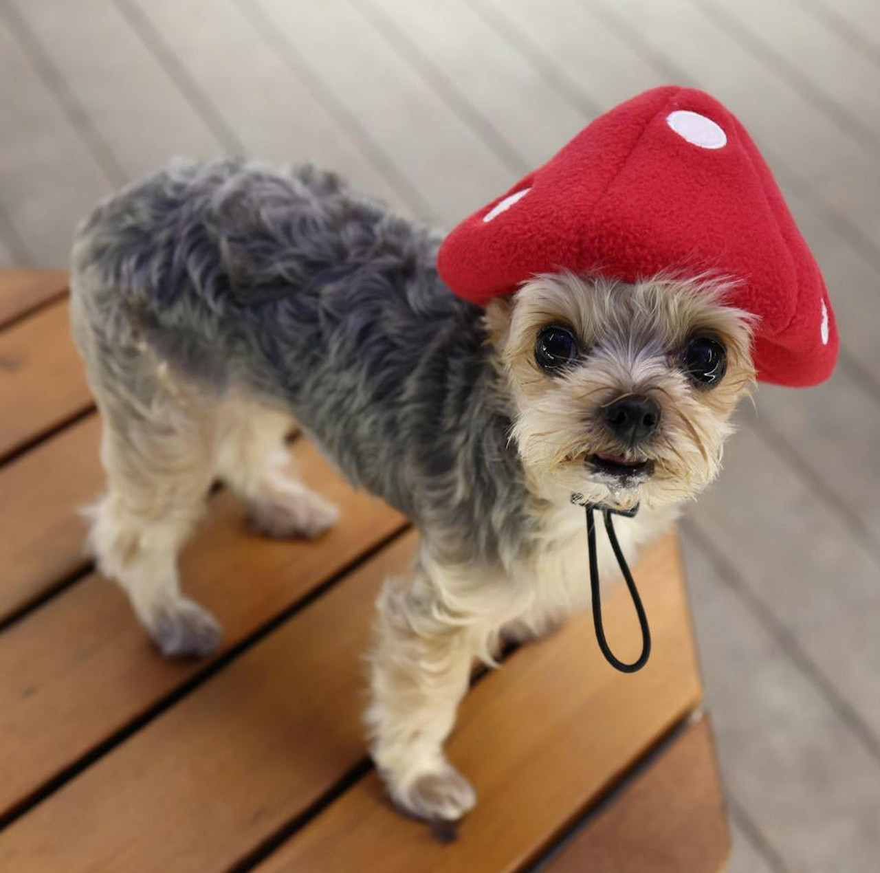 Mushroom Pet Dog Hat  Dogo Pet Fashions at PupRwear