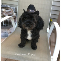 cowboy dog hat