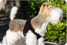 Black Dog Step In Harness by Susan Lanci Designs