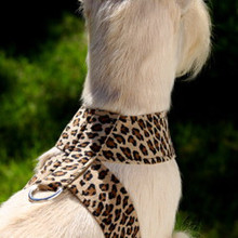 Plain Tinkie Harnesses by Susan Lanci - Cheetah