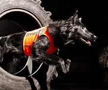 Hurtta Polar Dog Vest - Highly Visible, Reflective