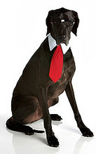 Formal Red, Black and Grey Satin Neck Tie and Collar Set
