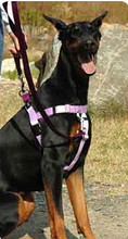Patented Freedom No-Pull Dog Harness