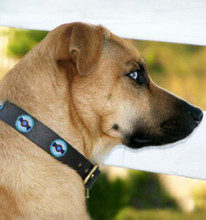 Blue / Brown Circles African Beaded Collar & Leash