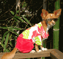 Cabana Womens Shirt - Fruit Punch, Matching Dog Available