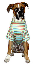 The Best Stripe Ever Boy Dog Tee