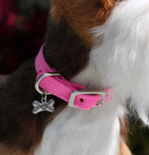 Plain 1/2" Ultra Suede Dog Collar - 30+ Colors