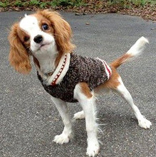 Boyfriend Dog Sweaters, Teacup to Big Dog Sizes