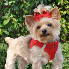American River Choke Free Step In Dog Harness - Red, S